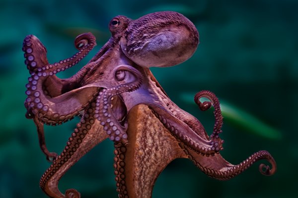 Кракен вход krakens13 at